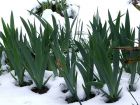 Irises Snow