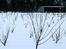 Orchard Snow