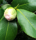 Pale Camellia Bud