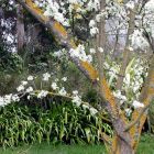 Plum Blossom Flax