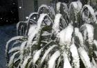 Snow Flax