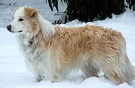 Snow Gum Dog
