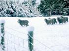 Snow Sheep Field