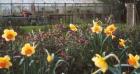 Spring Daffodils Sun Glasshouse