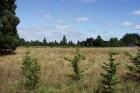 Summer Farm Field Blue Sky Grass