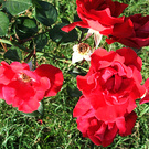 Sunny Parkdirektor Rose