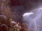 Watering Garden Roses Sprinklers Jeremy