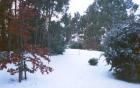 Winter Snow Garden