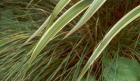 Winter Tussock Flax Green