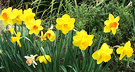 Daffodil Flowers Mixed
