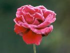 Frost Rose Flower