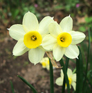 Miniature Daffodil Flowers