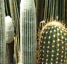 Round Thin Cactus